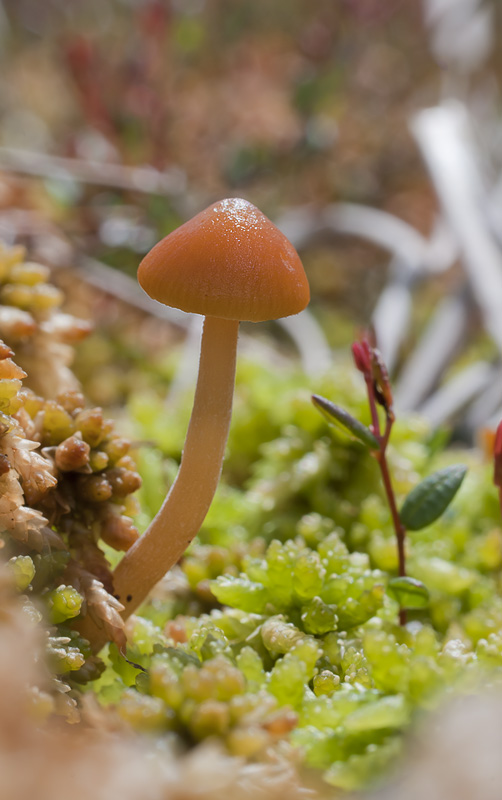 Galerina hybrida